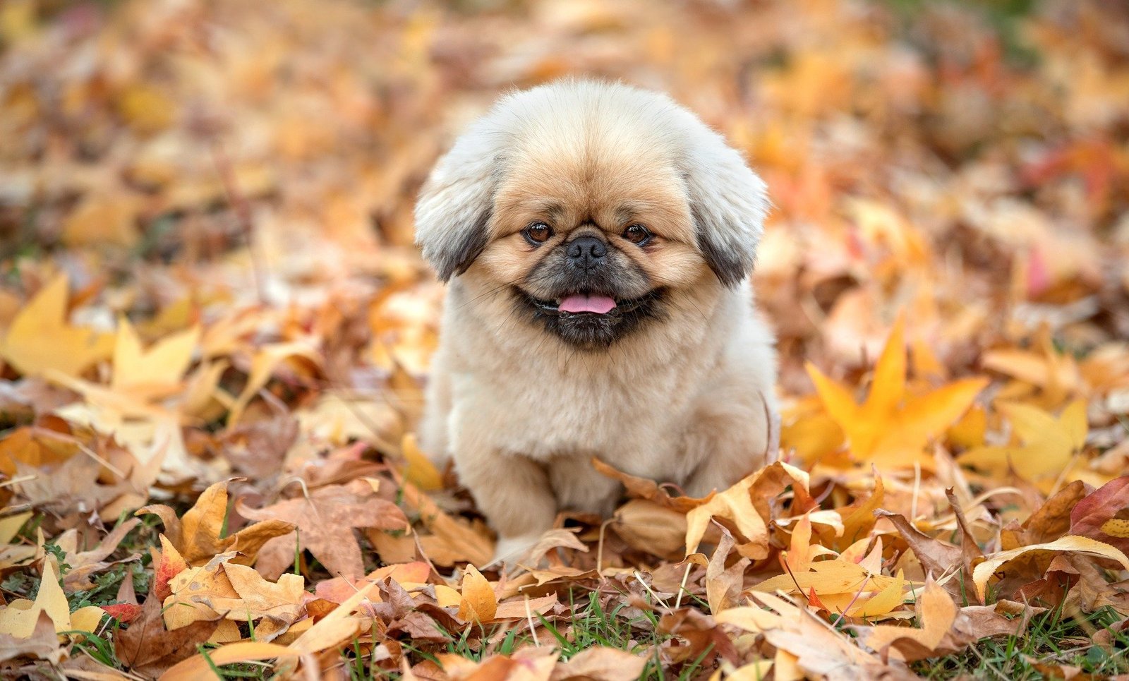 Dicta voluptatem sed qui.