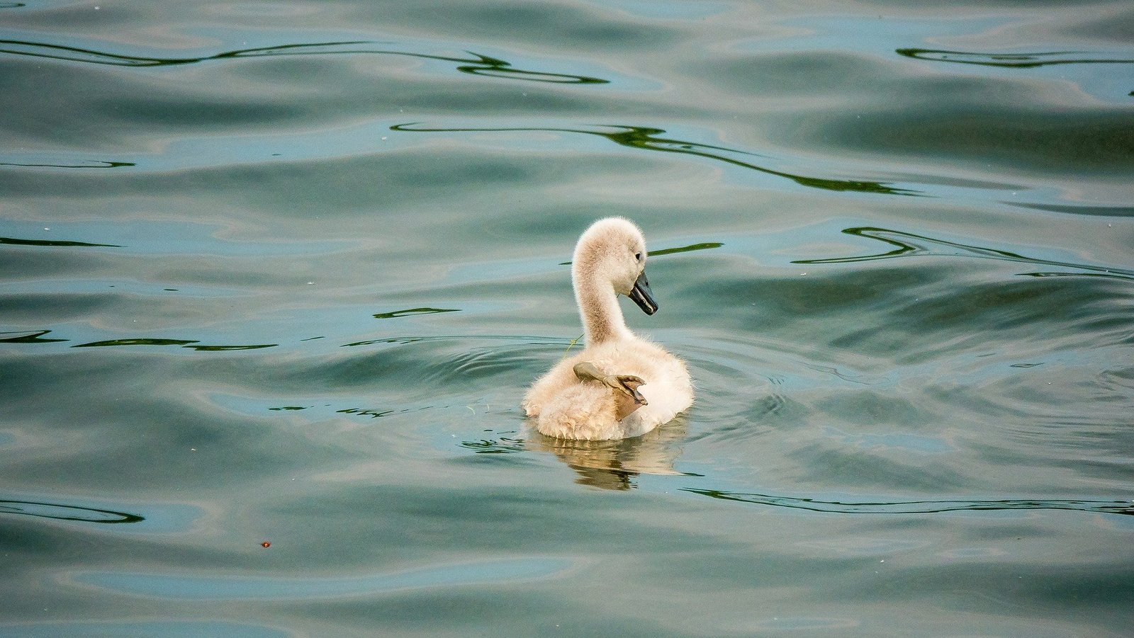 Et provident non eum.